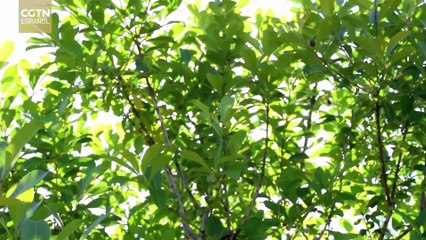 Puentes invisibles: La ruta de la yerba