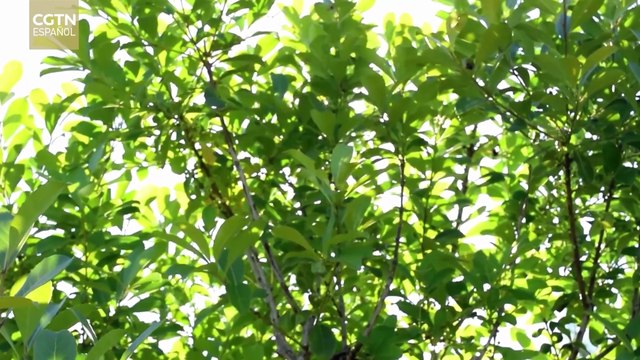 Puentes invisibles: La ruta de la yerba