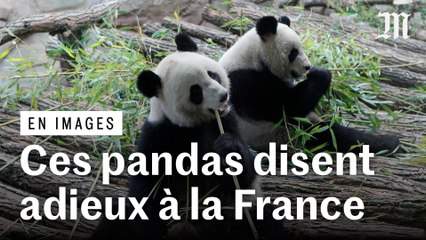 L’unique couple de pandas géants hébergé en France a quitté le zoo de Beauval