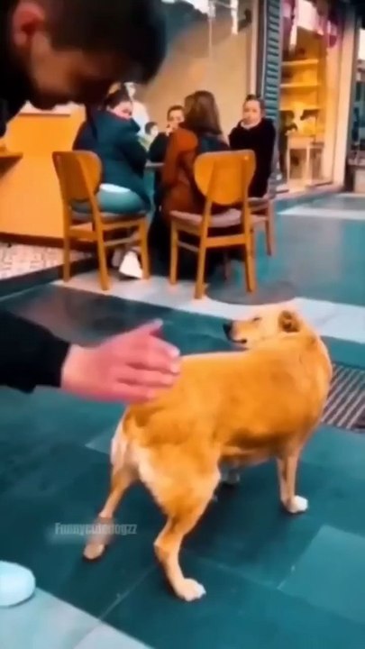 funny animals 2025 funniest cats and dogs video