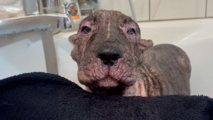 Dumped Neglected Dog Learns To Be A Puppy Again