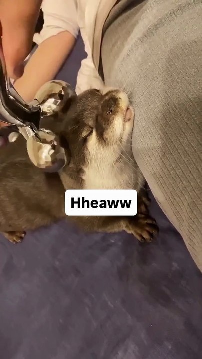 His voice is so cute...🦦🦦❤