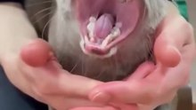 Just anOtter compilation🦦