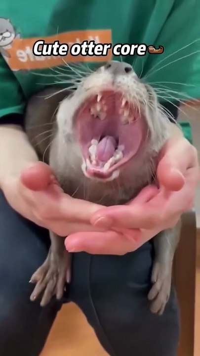 Just anOtter compilation🦦