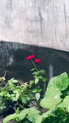 Beautiful rainy day status l rain status l monsoon l barish whatsapp status