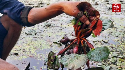 सिंघाड़ा किसानों का छलका दर्द, डिमांड कम होने से पानी के मोल हुआ रेट, सरकार से लगाई मदद की गुहार