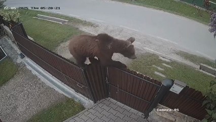 Bear Climbs Over Fence: Stunning Wildlife Encounter Caught on Camera