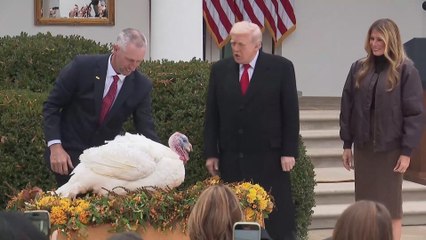Presidential Gobble: Trump Mimics Turkey in Unforgettable Pardon Clip