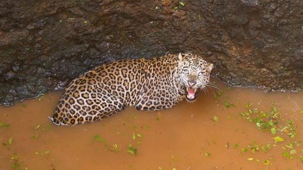 Leopard Survives a 50-Foot Fall Into A Well