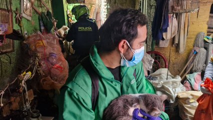 VIDEO | Así fue el rescate de 30 animales que estaban abandonados en una casa de Bogotá