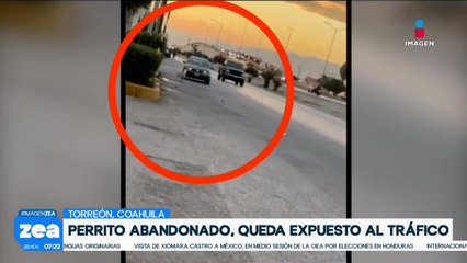 VIDEO: Perrito es abandonado en calles de Torreón, Coahuila