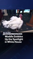 Waddle Gobbles Up the Spotlight in White House