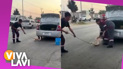 Mujer encuentra a pitón de más de 2 metros en su auto