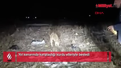 Arazide karşılaştığı kurdu eliyle besledi