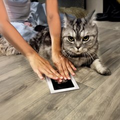 From a cat paw she crafted key ring