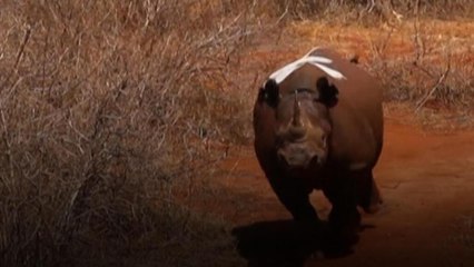 Kenya : opération de grande envergure pour aider les rhinocéros noirs