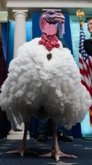 Un pavo aparece en la sala de prensa de la Casa Blanca antes de ser indultado por Trump