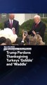 Trump Pardons Thanksgiving Turkeys ‘Gobble’ and ‘Waddle’