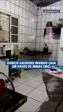 Ouriço faz visita inesperada em Patos de Minas (MG)