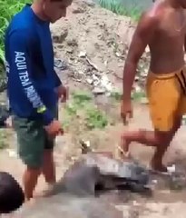 Moradores encontram égua com sinais de maus tratos e ficam indignados; veja