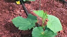 Cucumber plants