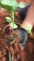 Planting grafted eggplant seedlings
