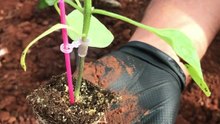 Planting grafted eggplant seedlings