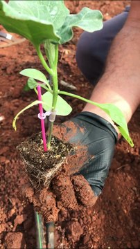 Planting grafted eggplant seedlings