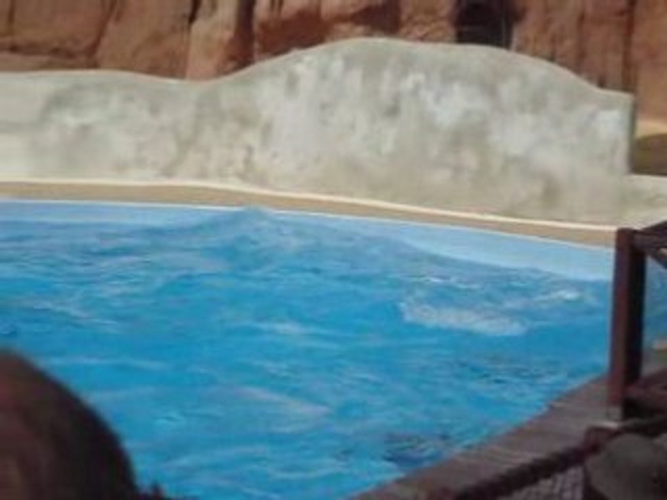 Dauphins du parc astérix