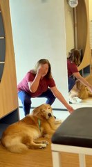 Hank, o cão "fisioterapeuta" que ajuda pacientes com dores na coluna