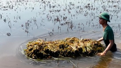 En Vietnam, el delta del Mekong se ve amenazado por el aumento del nivel del mar