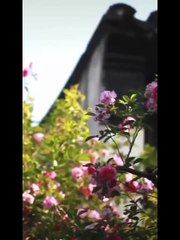 The Rose of Possession. Full Movies English Sub