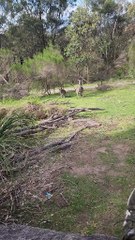 Australian kangaroos 🦘