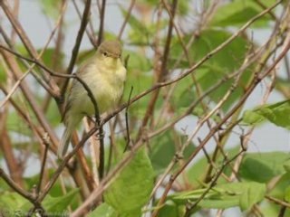 Hypolaïs Polyglotte