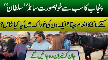 Punjab Cattle Show 2025 | 1200 KG Bull Sultan Won The Competition | Daily Pakistan