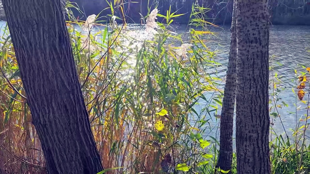 GUTEN MORGEN Ungarn - Live vom Marcal-See