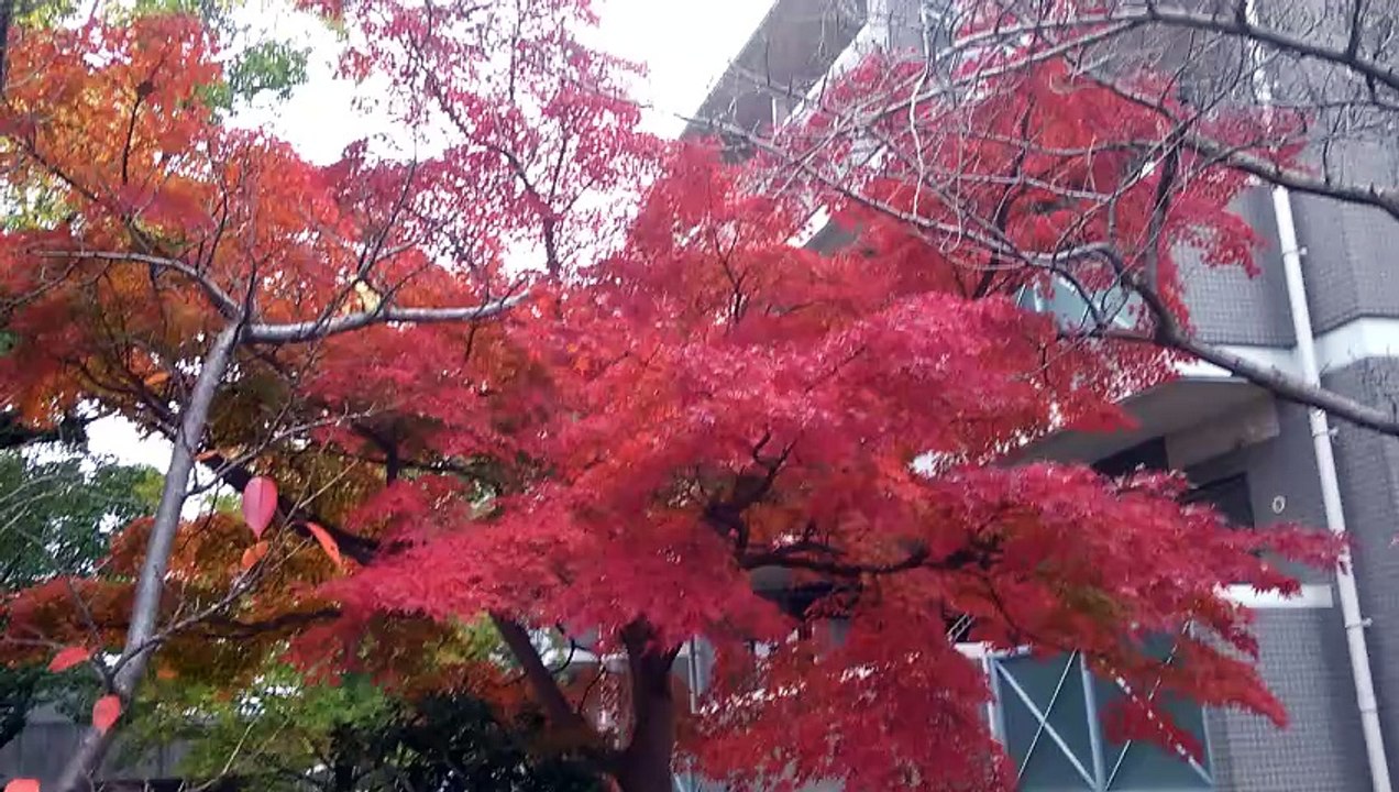 マンションの紅葉