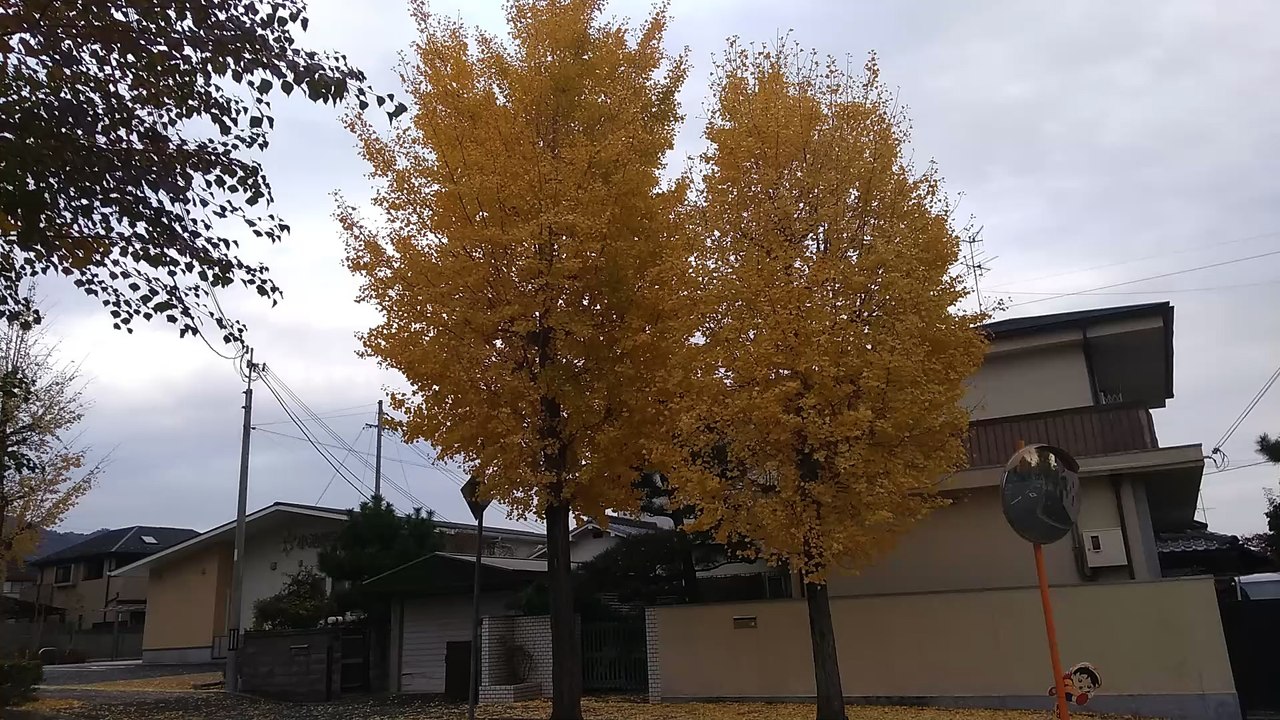 家の近所のイチョウの黄葉2025