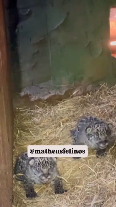 Brazilian jaguar