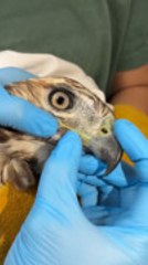 Red-Tailed Hawk Treated For Injury