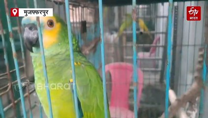 बिहार के सुजीत के पास दर्जनों विदेशी तोते का कलेक्शन, दूर-दूर से देखने आते हैं लोग