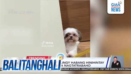 Shih tzu, cute at clingy habang hinihintay ang fur parents na nagtatrabaho | Balitanghali