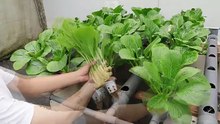 Super_Simple_Hydroponic_System_at_Home_-_Lush_Green_Vegetables_in_Just_30_Days(360p)