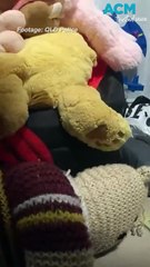 Guns, cash and major ice haul seized in sweeping Gold Coast crackdown