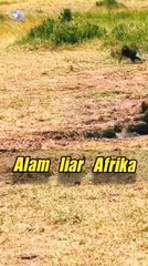 A baboon was ambushed by a crocodile.