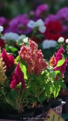 Matrimonio relámpago con mi mejor amigo - ReelShort - #abel #shortfilm