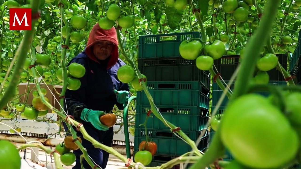 Crisis agrícola en México: costos al alza, precios a la baja y un sector al borde del colapso