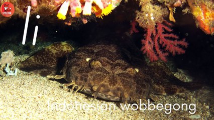 Sharky ABCs for You and Me! ️️🦈 Learning the Alphabet with Sharks! #kidslearning #alphabet #shark🦈