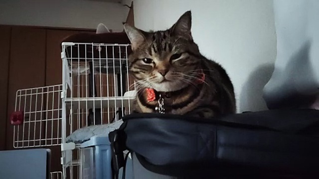 リュックの上でくつろぐシフォン