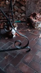 Fairy-Tale Snowfall… but My Cat Says ‘NOPE’! 😼❄️#cat #funnycats #winter #shorts #Poland #cute #trending #viral #fyp